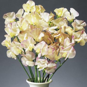 Guisante de olor High Scent - Lathyrus odoratus