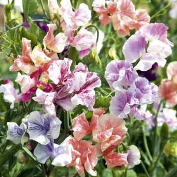 Guisante de olor True Fragrance - Lathyrus odoratus