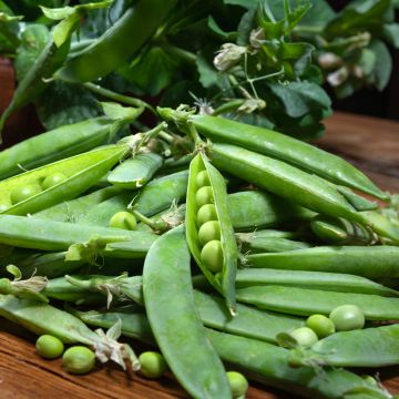 Pisum sativum Douce Provence - Petit,pois, Pois gris