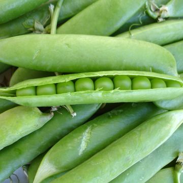 Guisantes verdes Jumbo