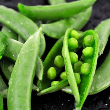 Pisum sativum Merveille de Kelvedon - Petit pois