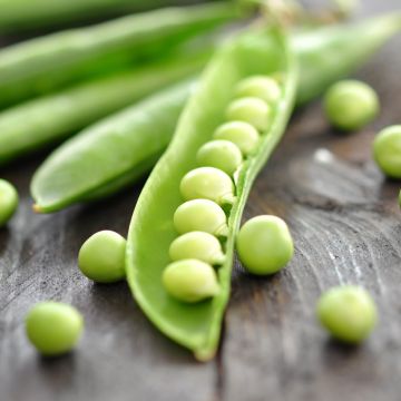Guisantes verdes Primavil