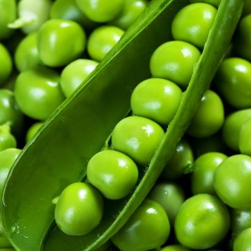 Guisantes verdes Télévision