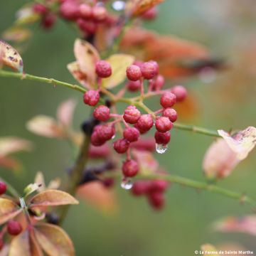 Pimentero japonés - Zanthoxylum piperitum