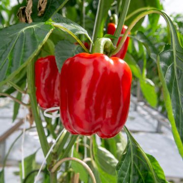 Pimiento California Wonder