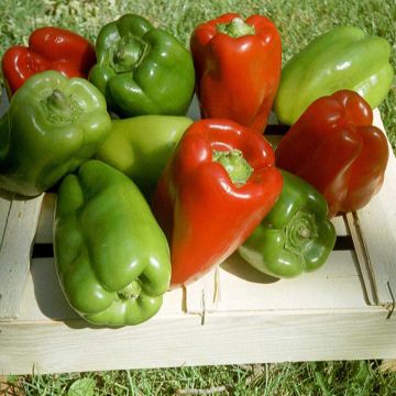 Pimiento California Wonder Bio - Ferme de Sainte Marthe
