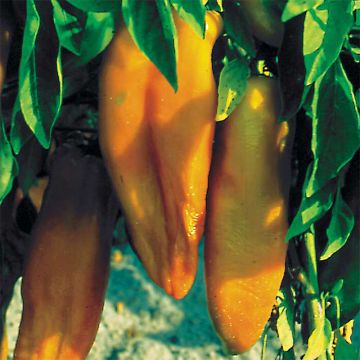 Pimiento Corno di Toro Giallo