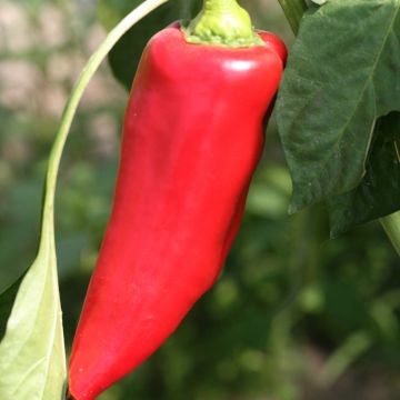 Pimiento Corno di Toro Rosso BIO
