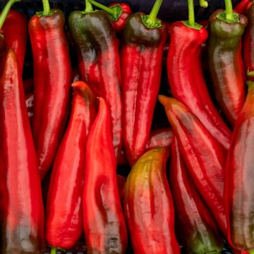 Pimiento Corno di Toro Rosso