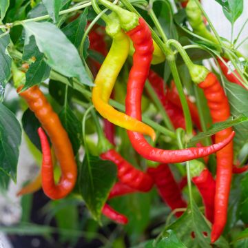 Pimiento Sigaretta di Bergamo