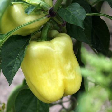 Pimiento White Bell