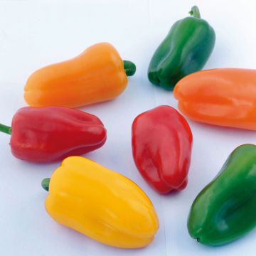 Pimiento Snackor F1