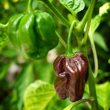 Pimiento Mini Chocolate Bell