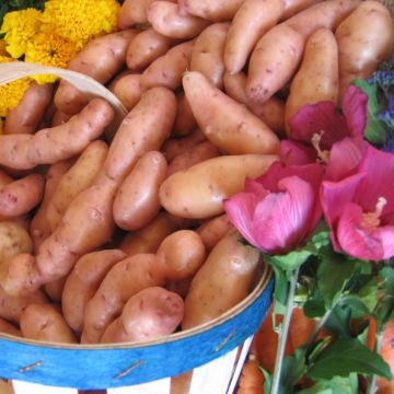 Patata Corne de Gatte
