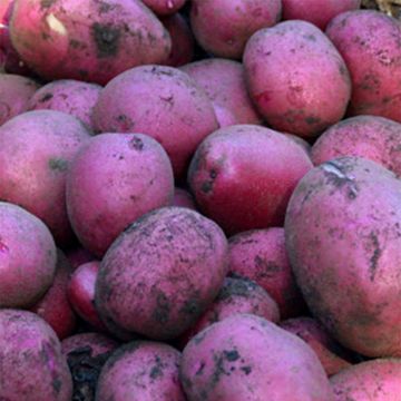 Patata Magenta Love