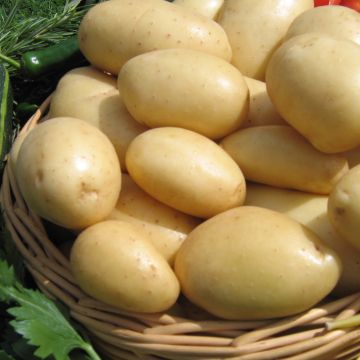 Patata Nicola