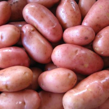 Patata Rose de France