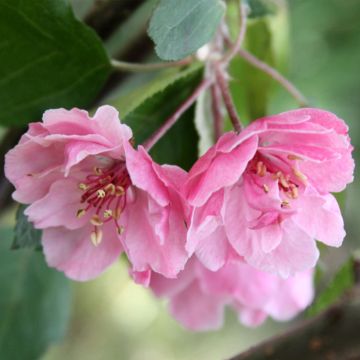 Manzano de flor Brandy Magic