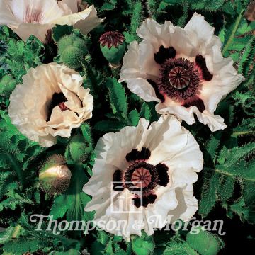 Amapola oriental Checkers - Papaver orientale