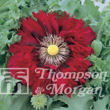 Adormidera Seriously Scarlet - Papaver somniferum