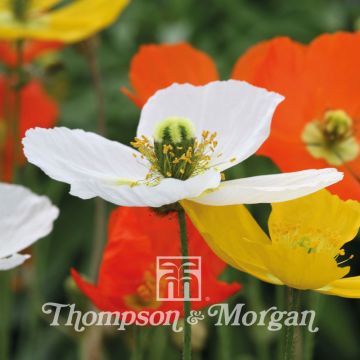Amapola de Islandia Summer Breeze Mixed - Papaver nudicaule