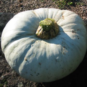 Calabaza Bleu de Hongrie