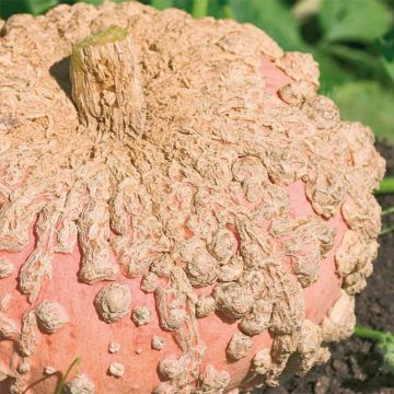 Calabaza Galeux d'Eysines