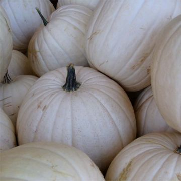 Calabaza Snowman