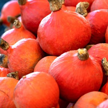 Calabaza Potimarron