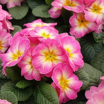 Primula vulgaris Lipstick