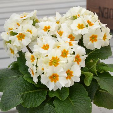 Primula eliator Colibri Withe Orange Eye