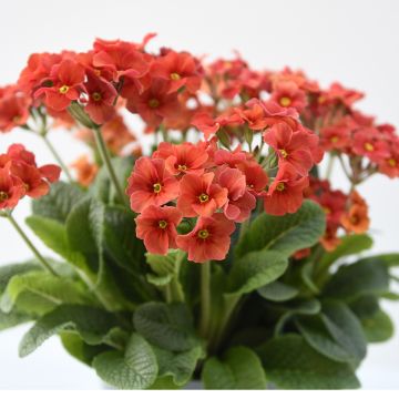 Primula eliator Cottage Shades