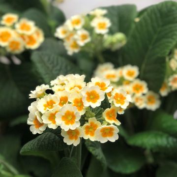Primula eliator Cream Orange Eye