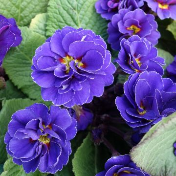 Primula vulgaris Miss Indigo