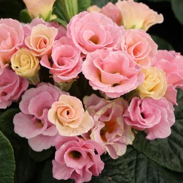 Primula vulgaris Rosebud F1 Tutti frutti