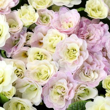 Primula vulgaris Belarina Pink Ice