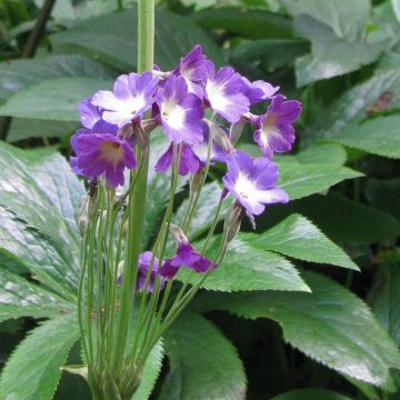 Primula alpicola var. violacea - Prímula