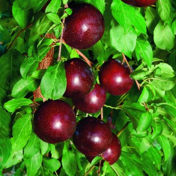 Ciruelo chino Crimson Glo - Prunus salicina