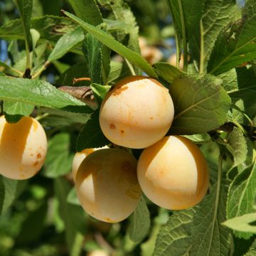 Ciruelo mirabel Badoual