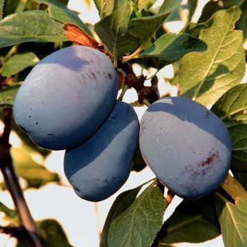 Ciruelo Mr Hâtif Bio