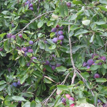 Prunus Opal 18/20L Frutal en espaldera doble U