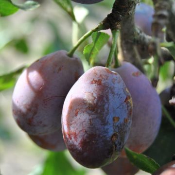 Ciruelo Prune d'Ente