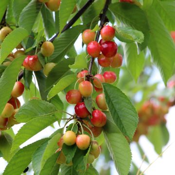 Prunus avium Kunzego Kunzes Kirche - Cerisier