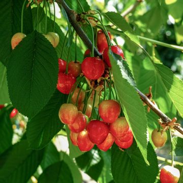 Cerezo Bigarreau Büttners Rote Knorpelkirsche