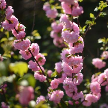 Prunus glandulosa Sinensis