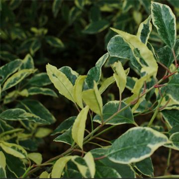 Laurel portugués Variegata - Prunus lusitanica