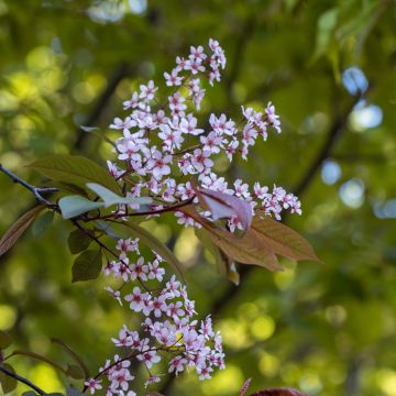 Prunus padus Colorata - Cerezo de racimos