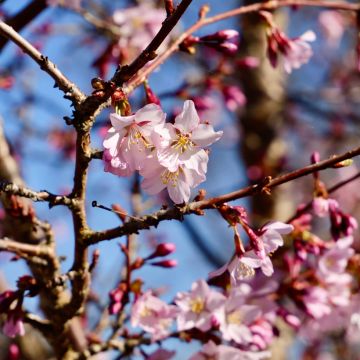 Prunus nipponica var. kurilensis Ruby