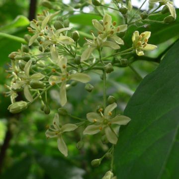 Ptelea trifoliata - Palo zorrillo