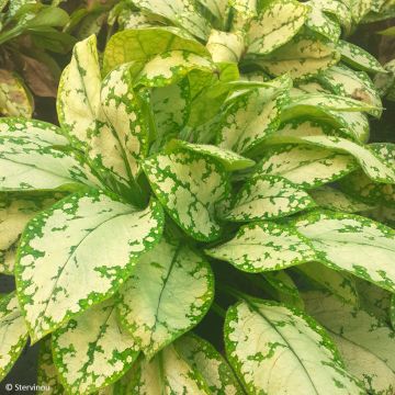 Pulmonaria  Moonshine - Lungwort